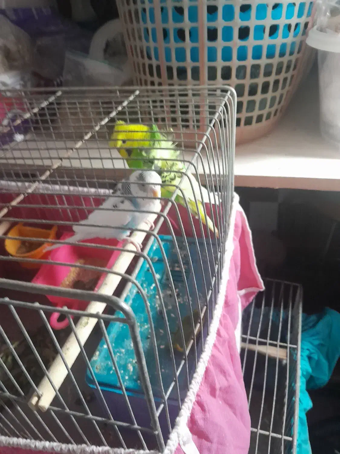 مرغ اشق انگلیسی|پرنده|بهبهان, |دیوار