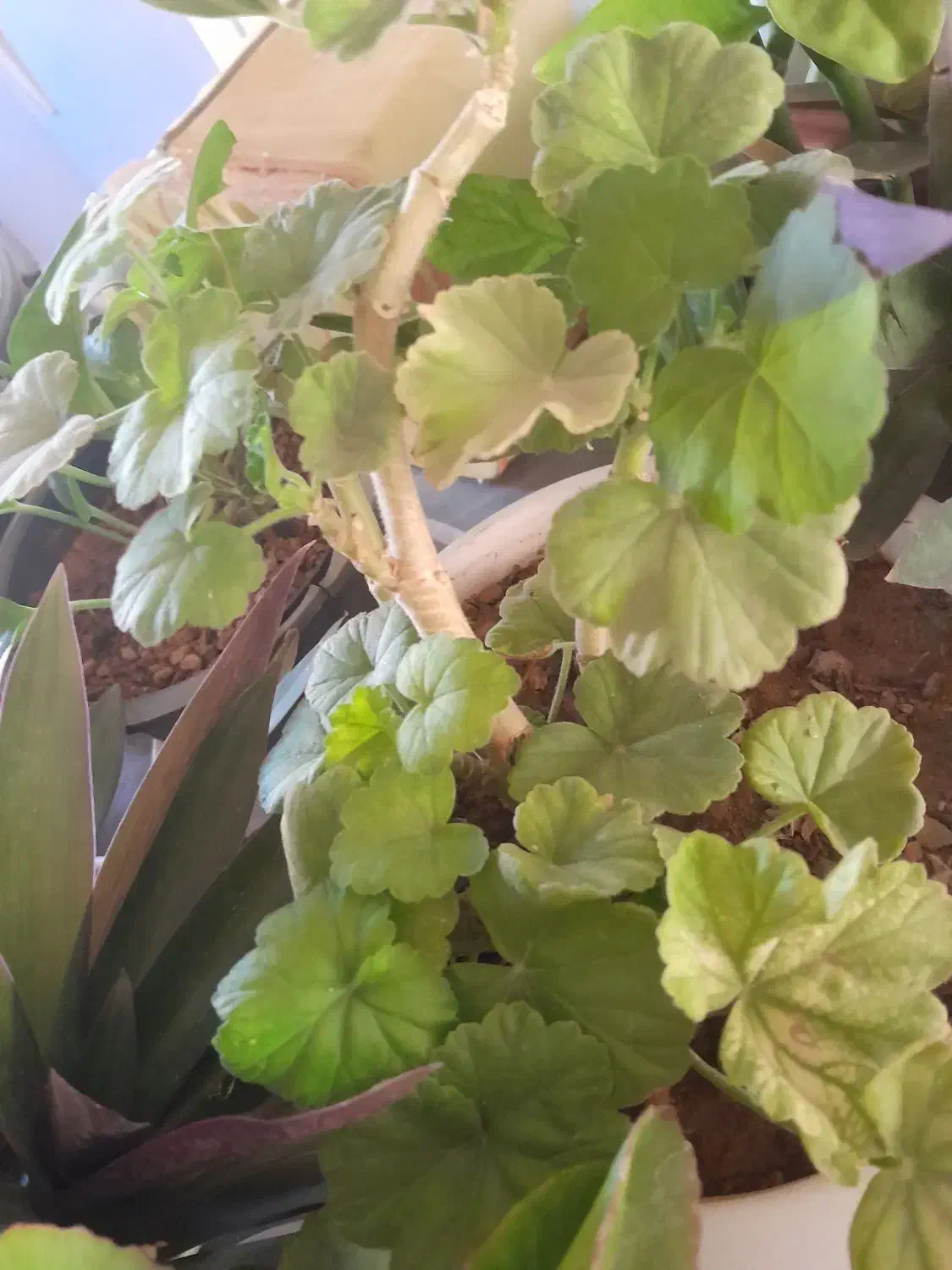 گل های زیبا|گل و گیاه طبیعی|اسفراین, |دیوار