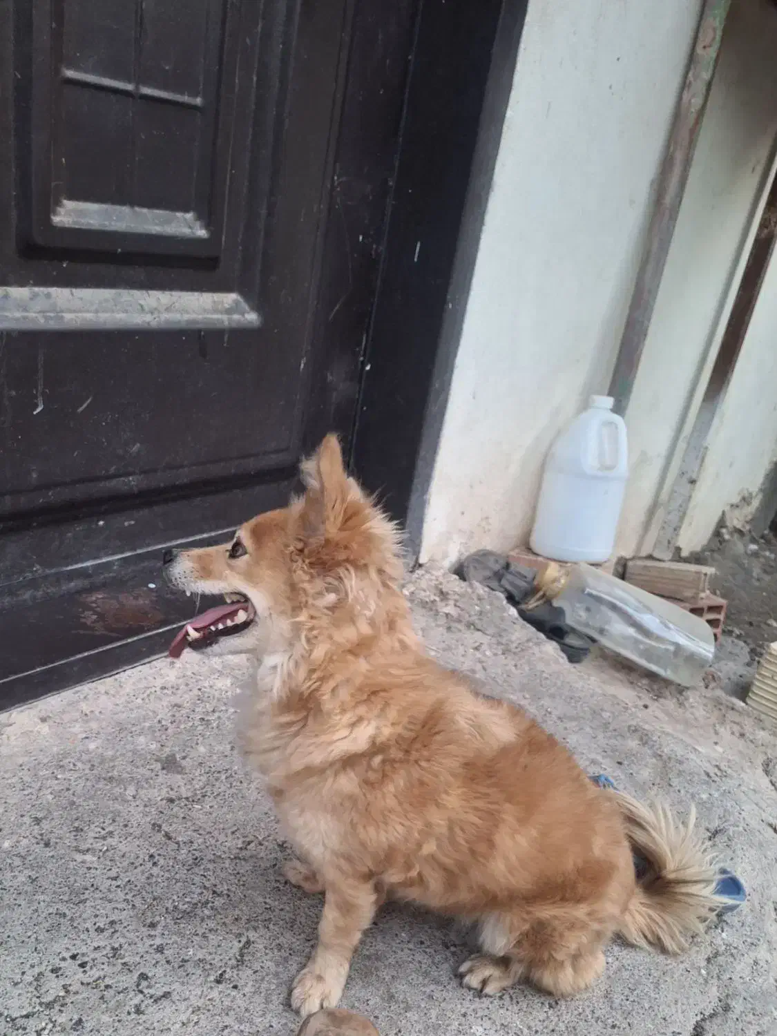 سگ بسیار زیبا و باهوش|سگ|بم, |دیوار