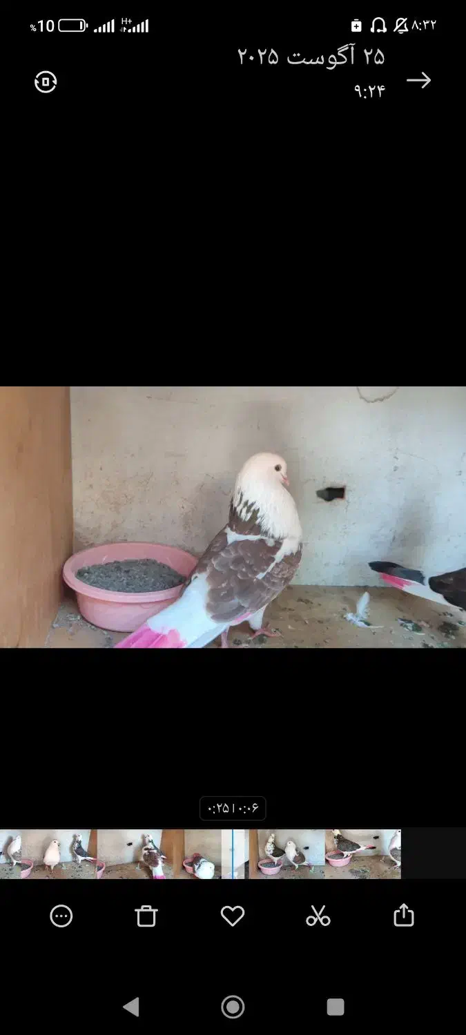 کبوتر|حیوانات|بندر ترکمن, |دیوار