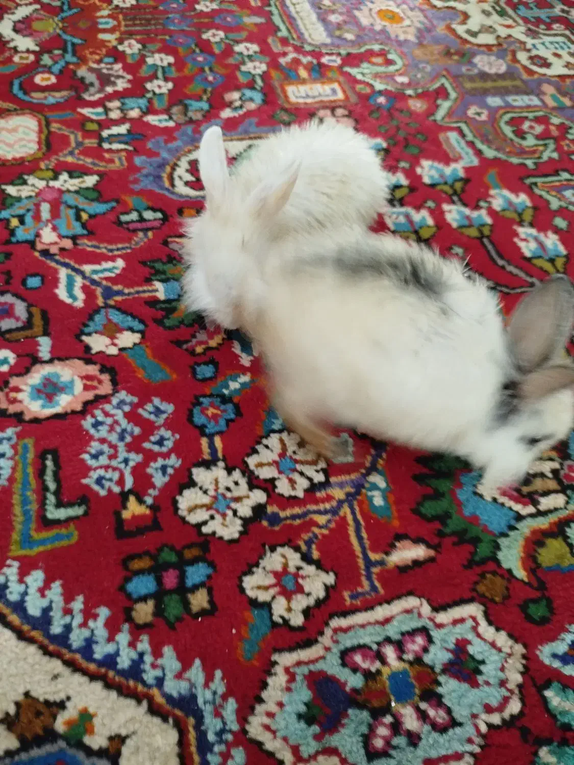 خرگوش|موش و خرگوش|تبریز, |دیوار