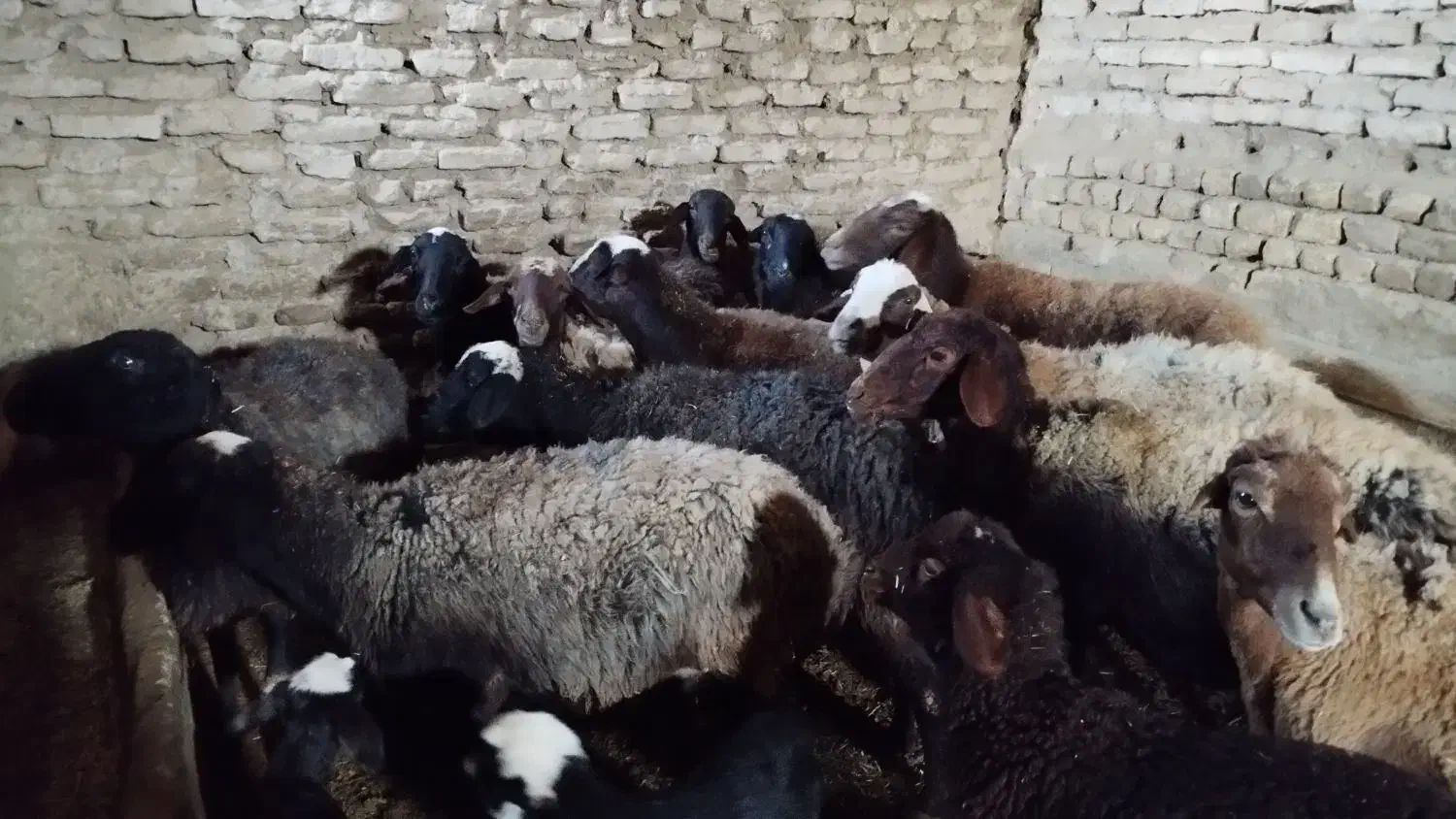 میش و بره|حیوانات مزرعه|خنداب, |دیوار