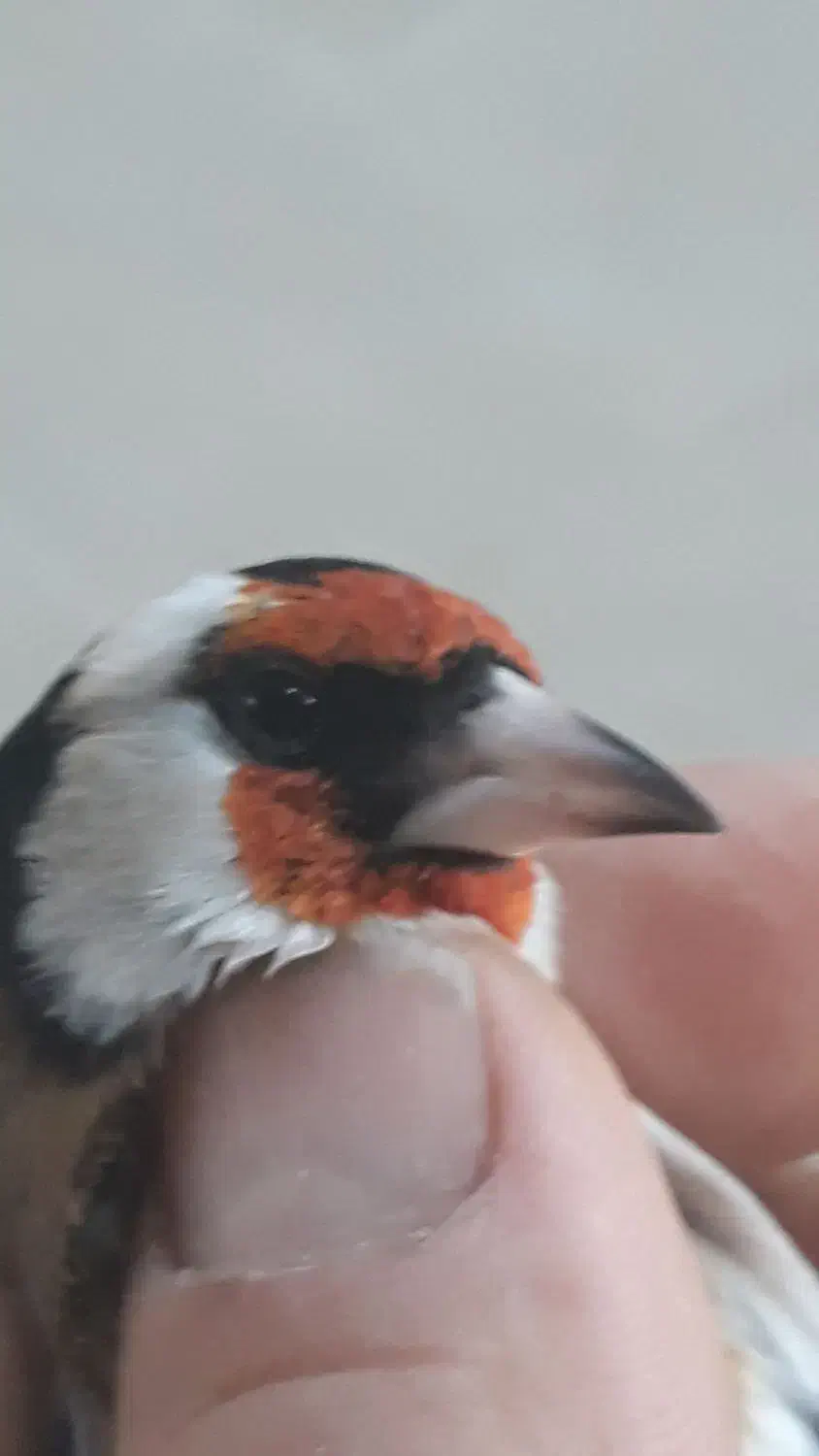 سهره نر|پرنده|مبارکه, |دیوار