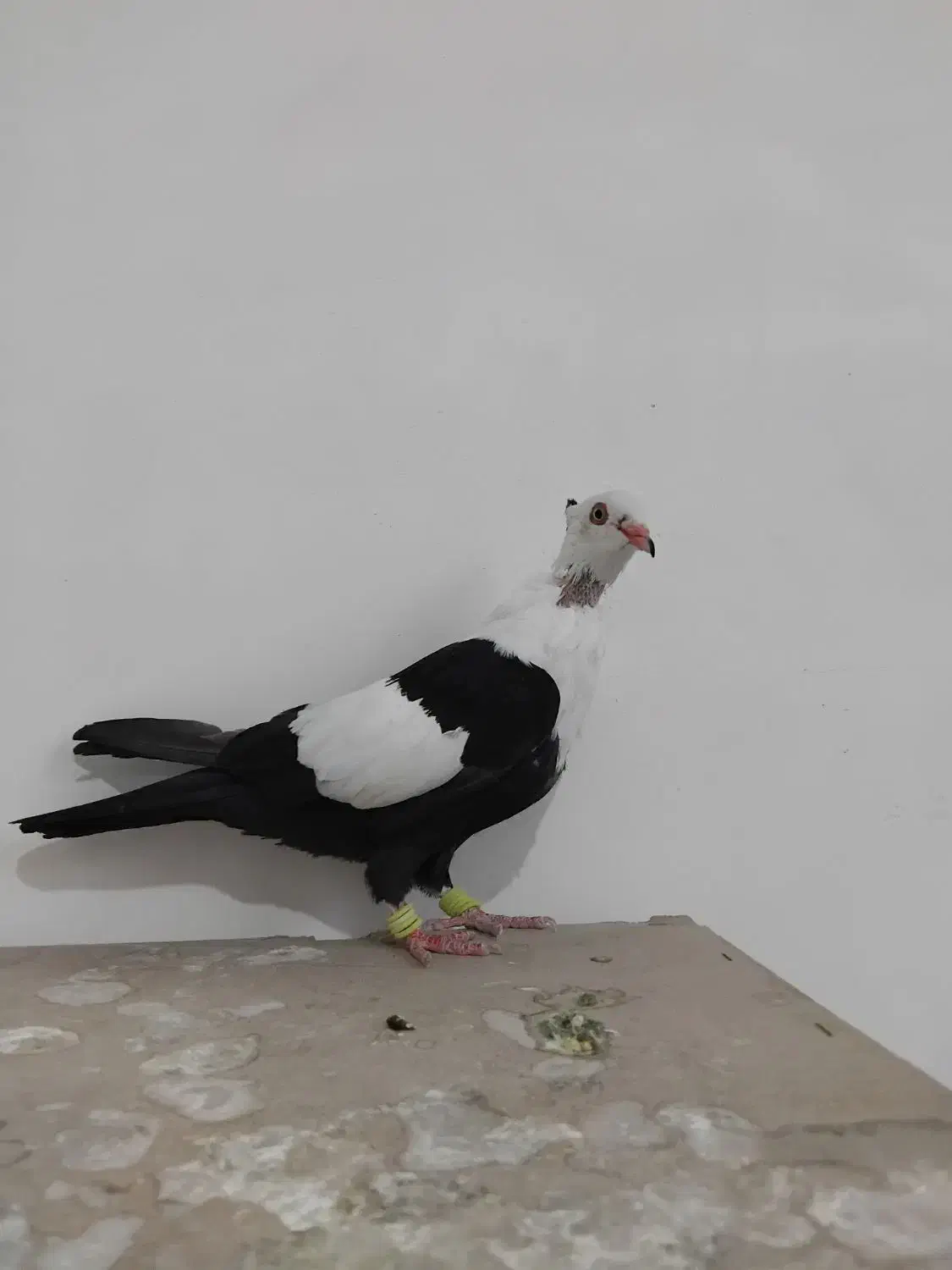 کلاغ سه رگ کلکسیونی|پرنده|مشهد, ویلاشهر|دیوار