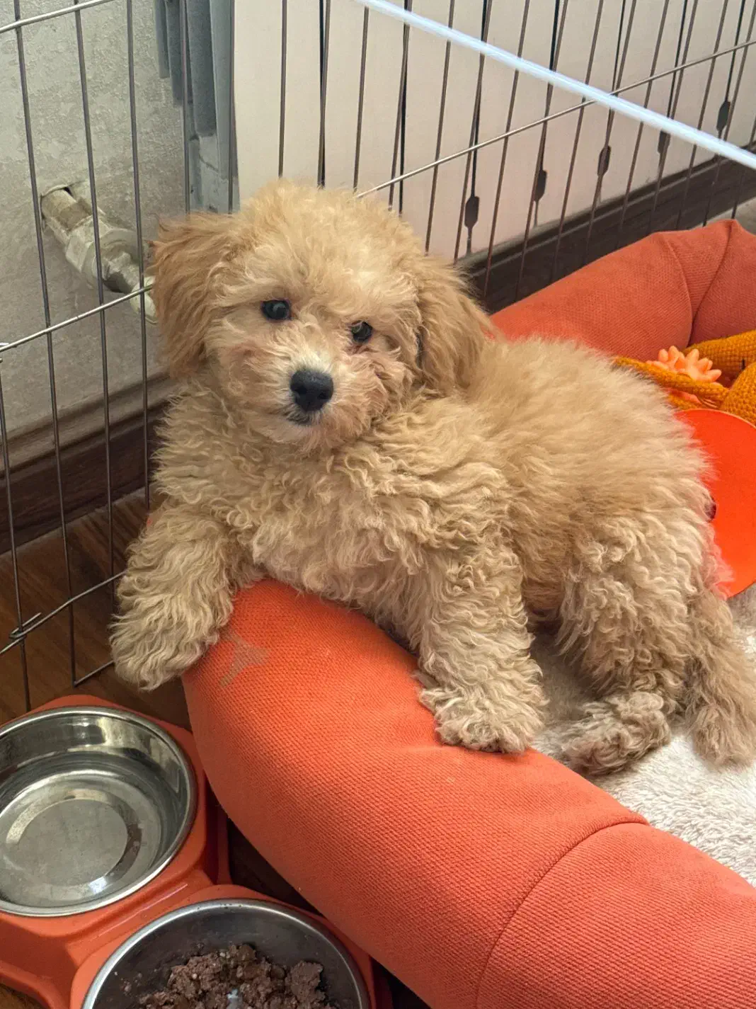 فروش سگ پودل|سگ|کرج, دهقان ویلا|دیوار