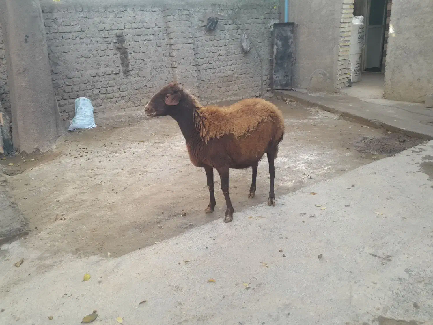 گوسفندبره داروگوسفندابستن|حیوانات مزرعه|سرخنکلاته, |دیوار