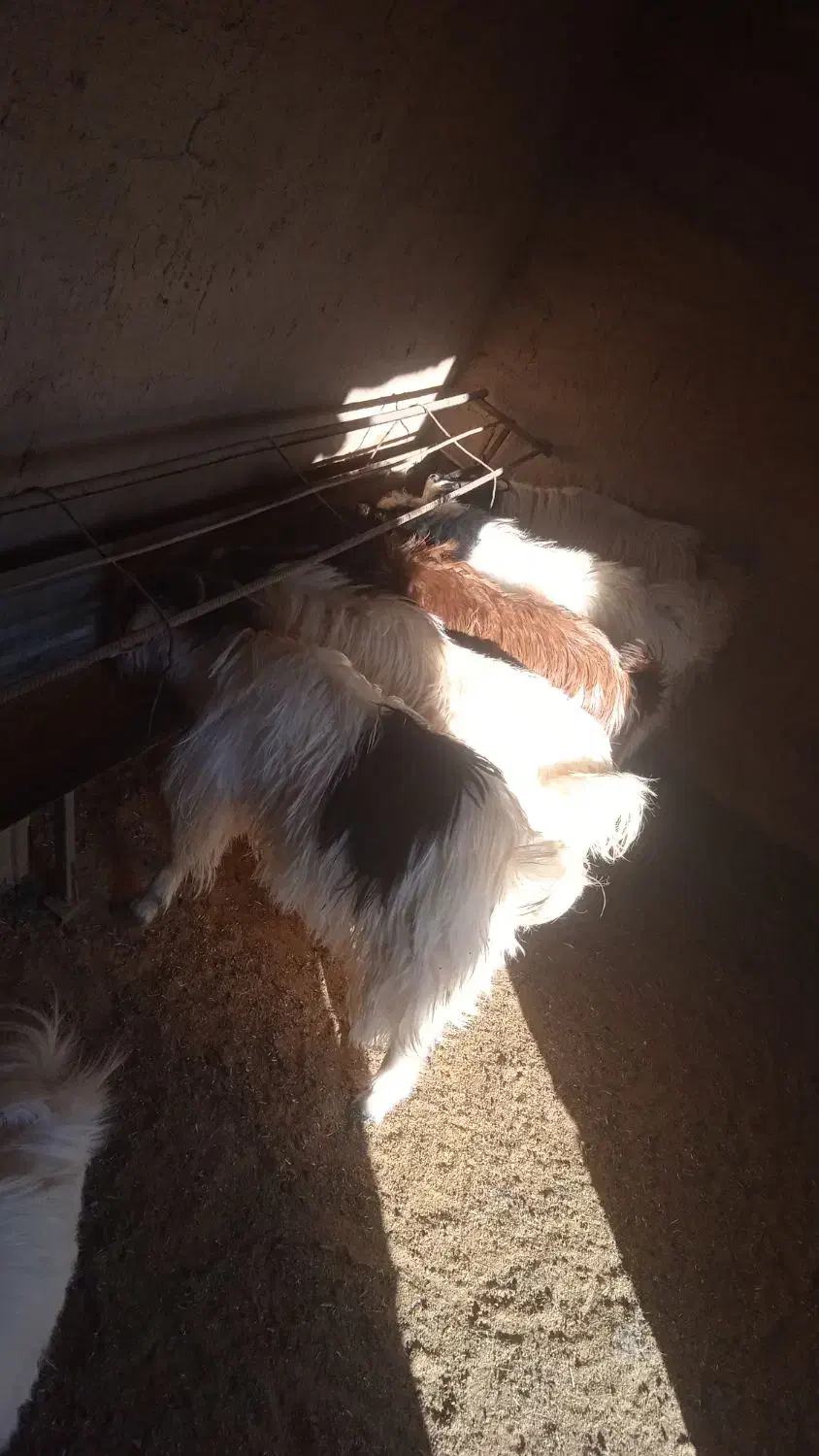 بزقاله چاق فروشی|حیوانات مزرعه|قائن, |دیوار