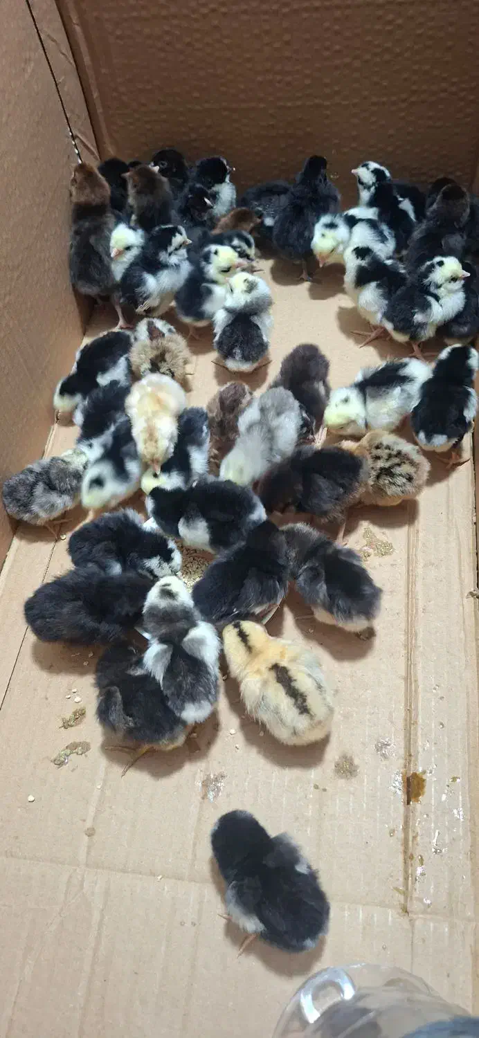 جوجه گلین|پرنده|رامیان, |دیوار