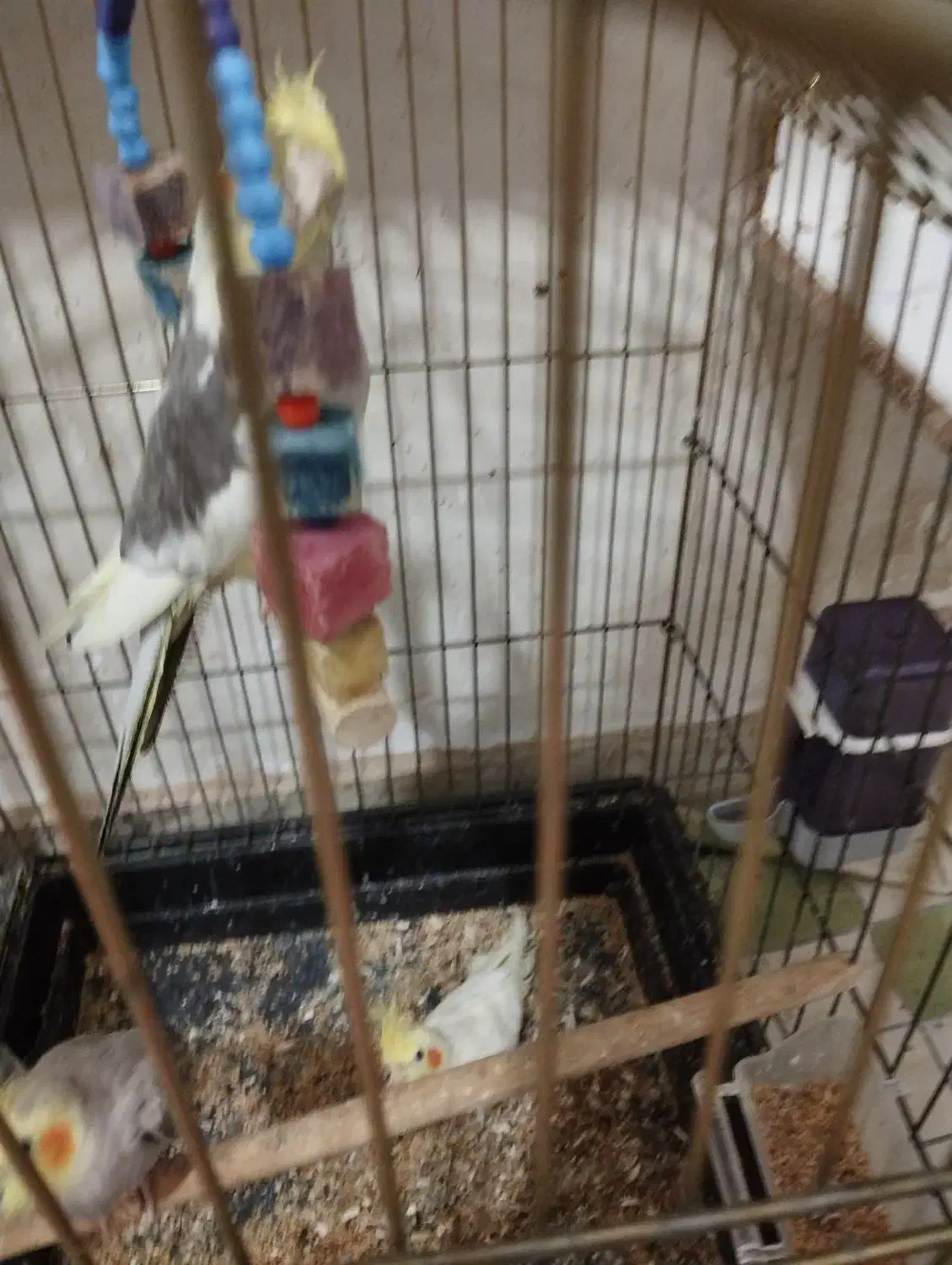 پرنده|پرنده|تولم شهر, |دیوار