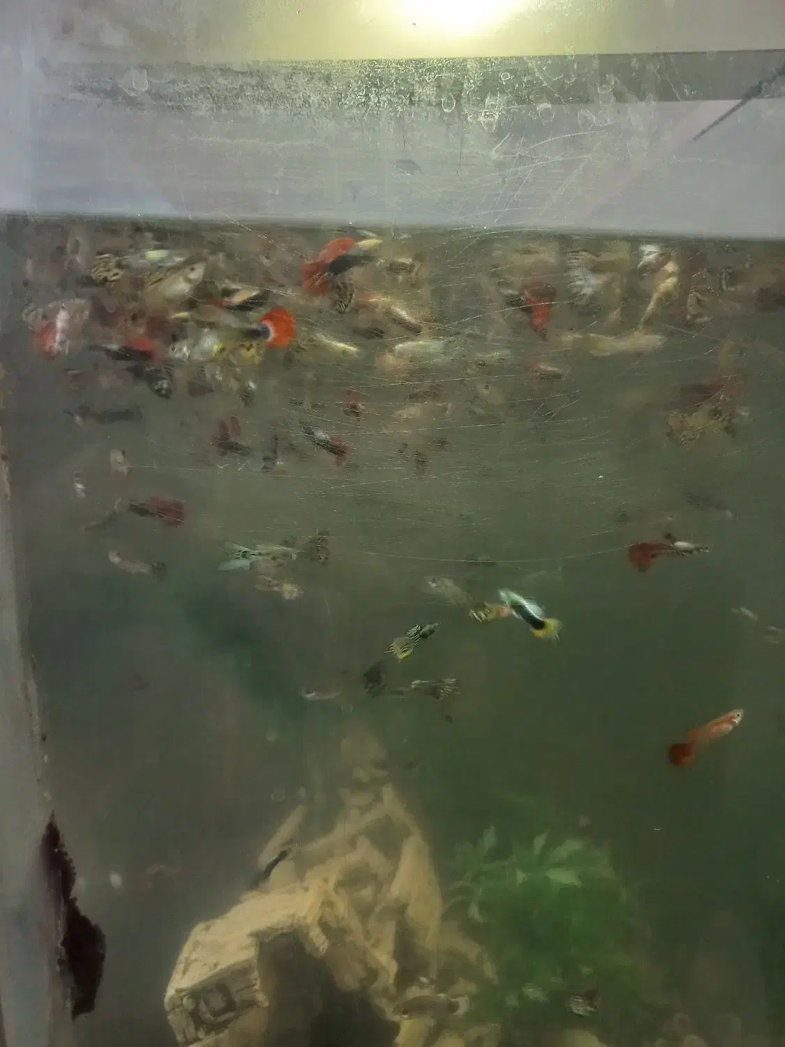 ماهی گوپی|ماهی|تهران, کیانشهر|دیوار