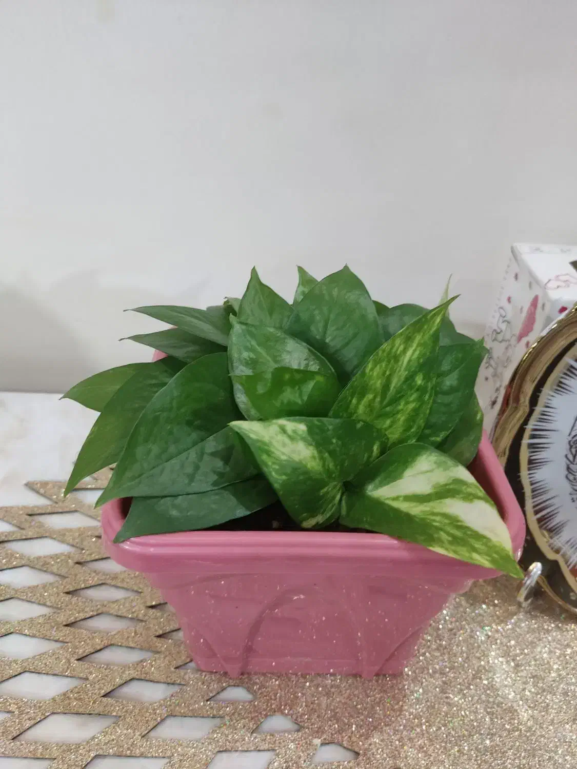 چند عدد گل|گل و گیاه طبیعی|کرمانشاه, |دیوار