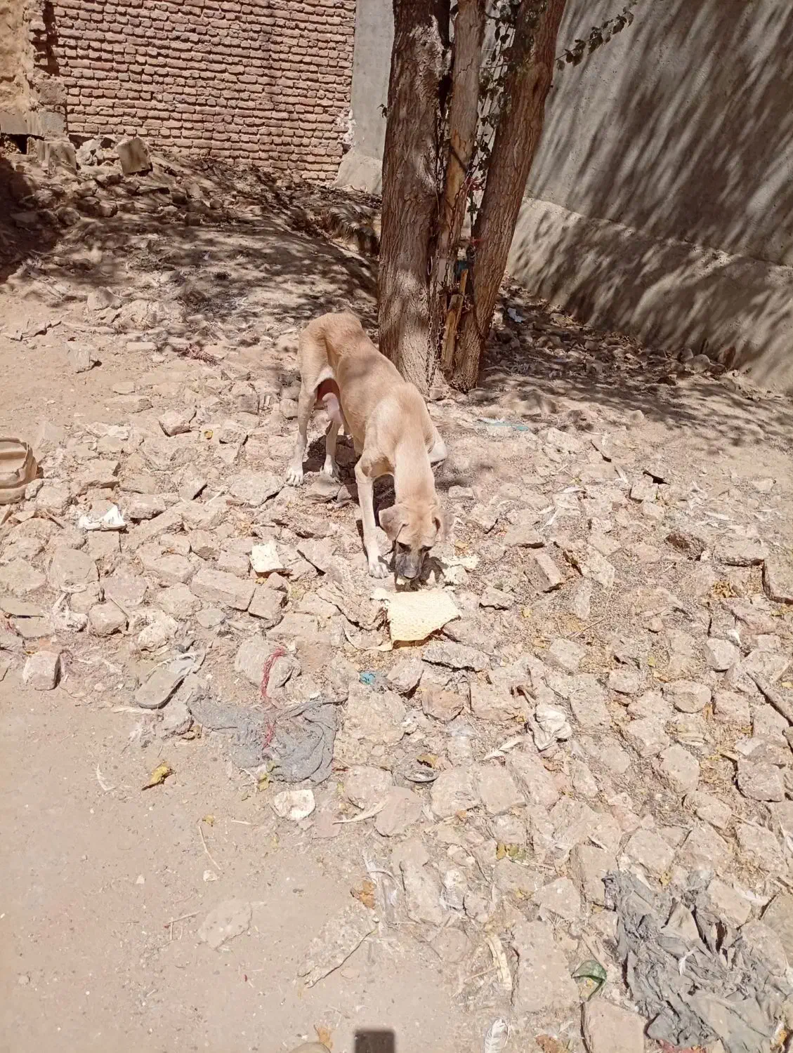 سرابی|سگ|اسدآباد, |دیوار