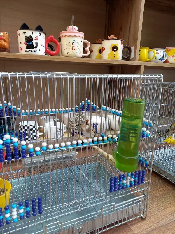 سهره کرمانشاهی|پرنده|اصفهان, نقش جهان|دیوار