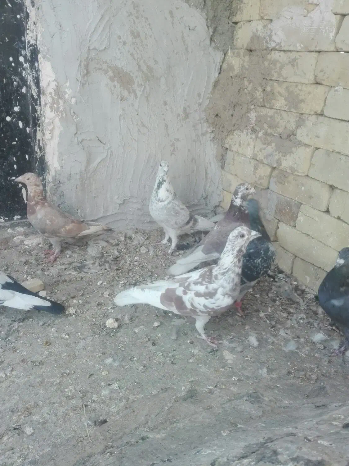 کبوترپلاکی|پرنده|فسا, |دیوار