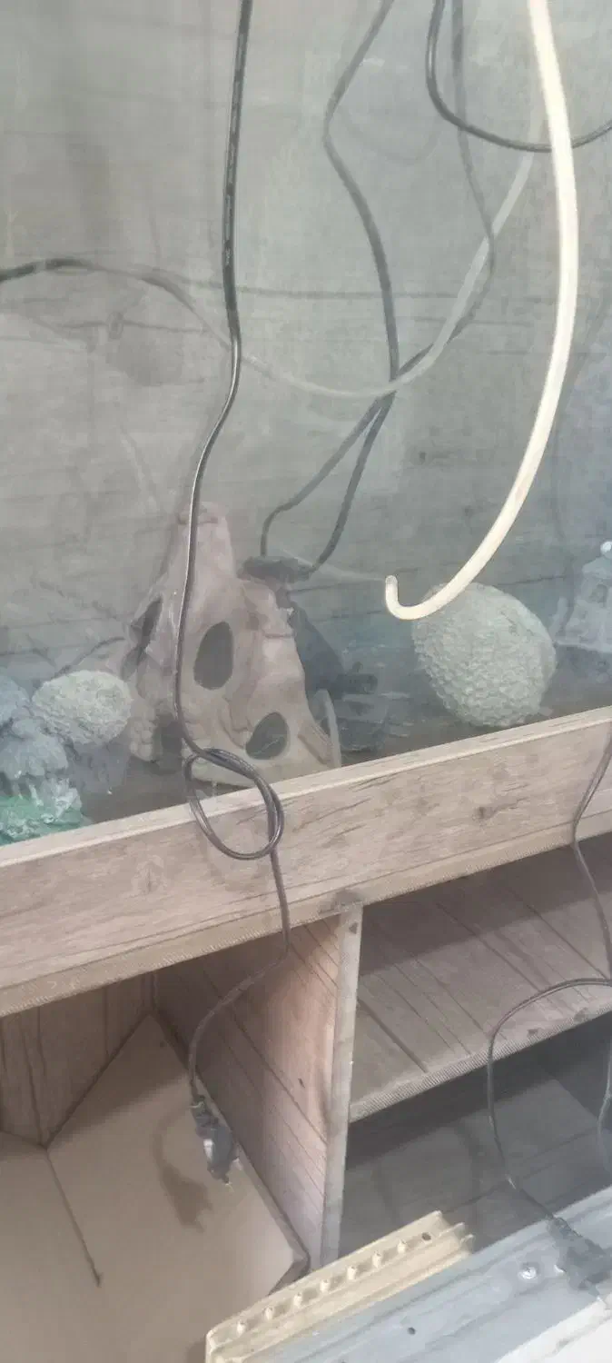 آکواریوم بزرگ باتمام. سایل|ماهی|باوی, |دیوار