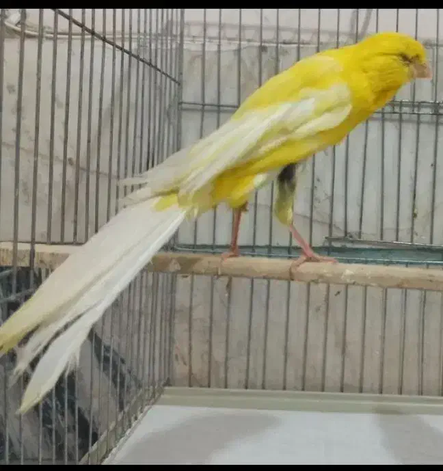 قناری رسمی بلند شاخص|پرنده|شیراز, آبیاری|دیوار