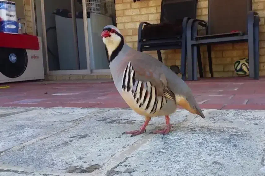 پرنده نر گمشده|پرنده|آبدانان, |دیوار