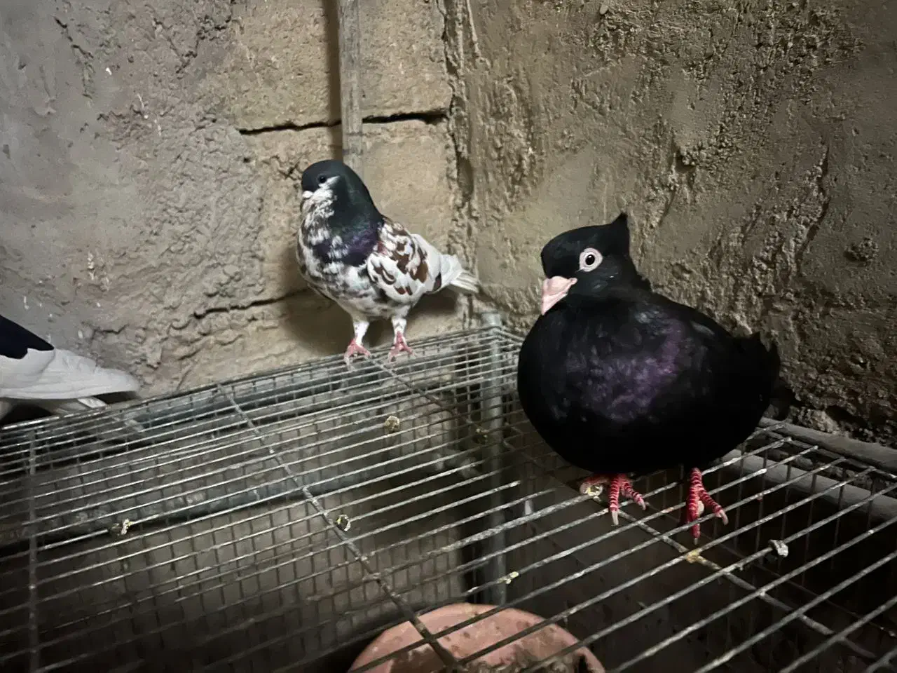 چند عدد کبوتر سیاه صبر و خوشرنگ یالی|پرنده|آبپخش, |دیوار