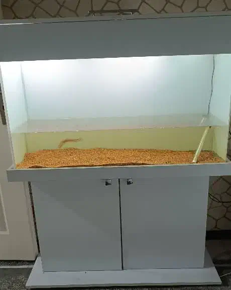 آکواریوم|ماهی|فردیس, شهرک شهید حسینی|دیوار