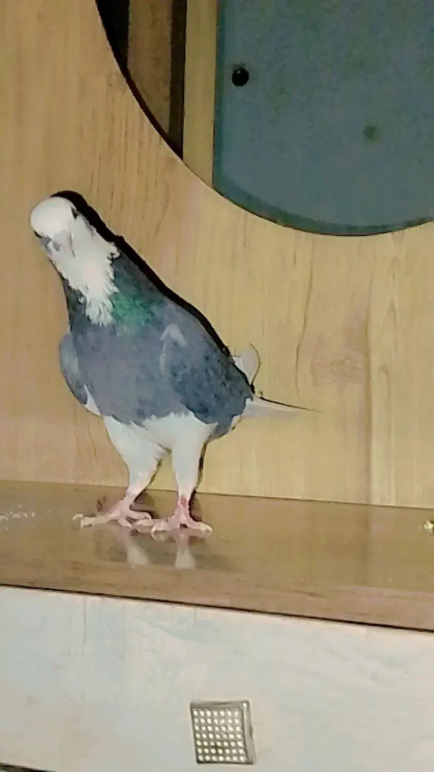 شازده کاشانی پرشی|پرنده|جیرفت, |دیوار