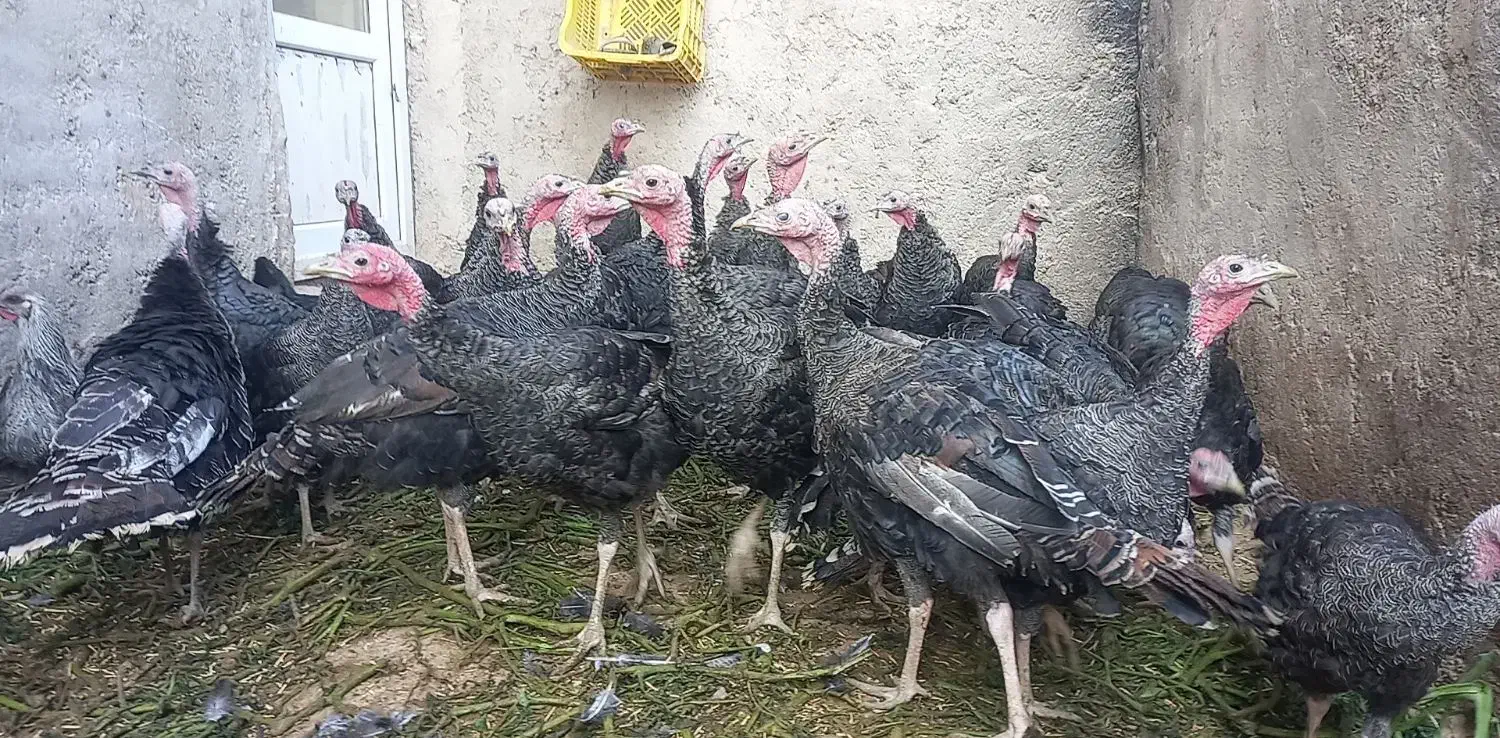 بوقلمون. آماده پروار شدن|حیوانات مزرعه|رزن, |دیوار