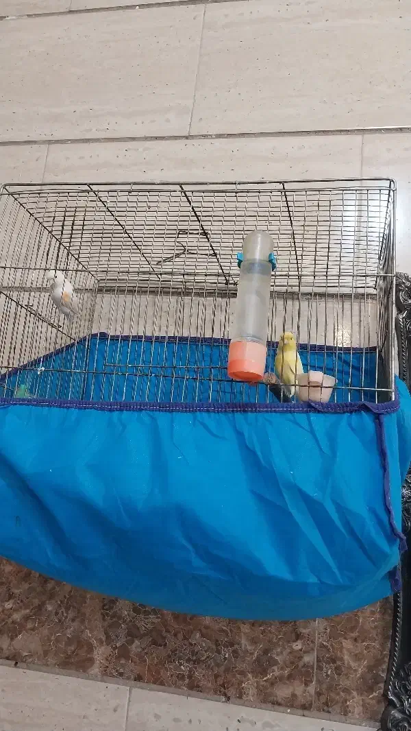 قناری نروماده|پرنده|بروجرد, |دیوار