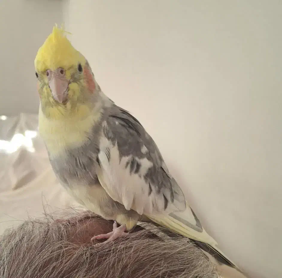 عروس هلندی|پرنده|شیراز, غدیر شمالی|دیوار