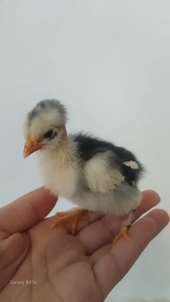 جوجه|حیوانات مزرعه|شیراز, تندگویان|دیوار