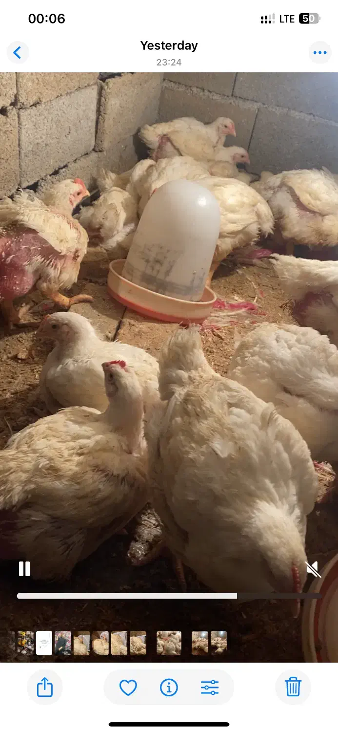 مرغ گوشتی|حیوانات مزرعه|سورک, |دیوار