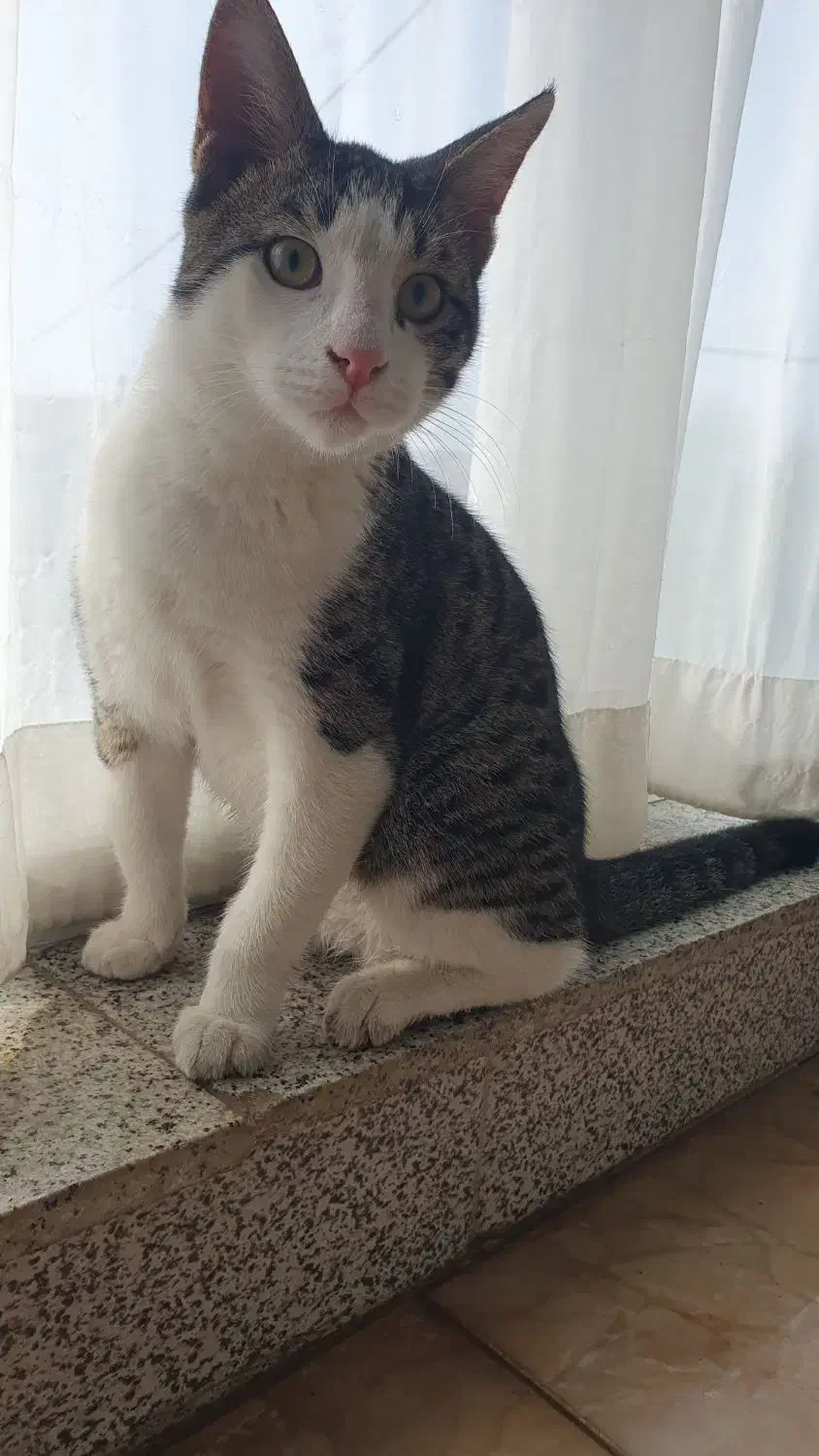 واگذاری گربه زیبا و بازی گوش|گربه|گرگان, |دیوار