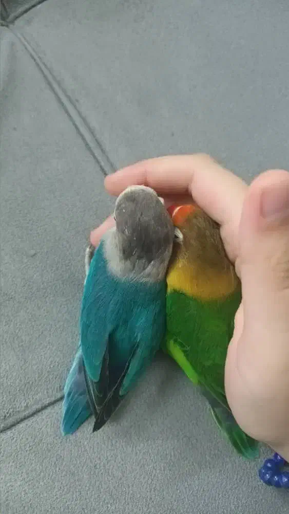 طوطی برزیلی دستی|پرنده|فردیس, فرامرزیه|دیوار
