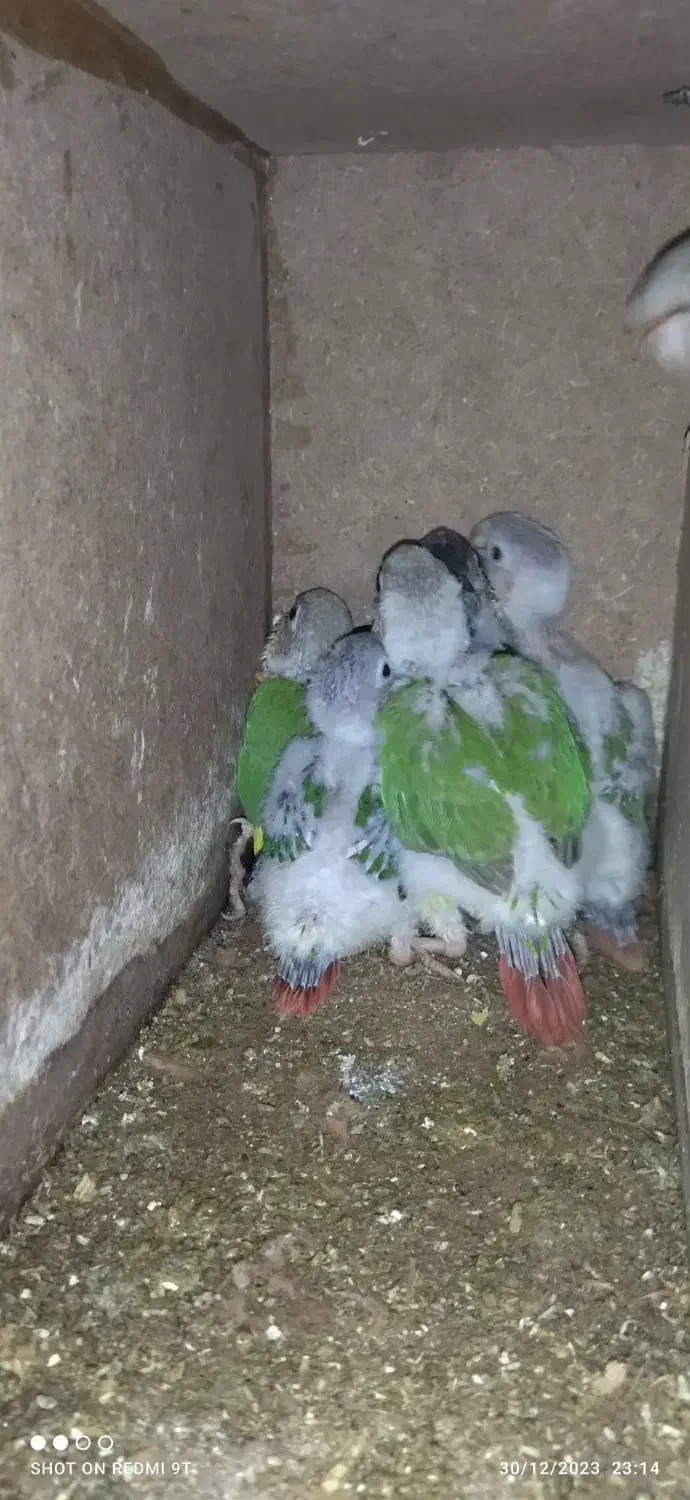 جوجه گرینچیک|پرنده|سراوان, |دیوار