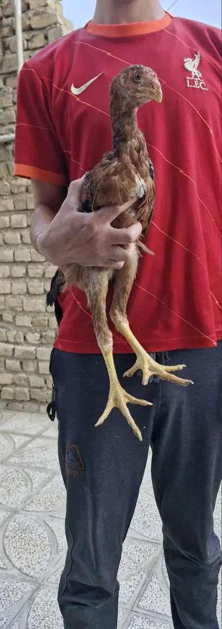 مرغ و خروس لاری اصیل|حیوانات مزرعه|شیروان (خراسان), |دیوار