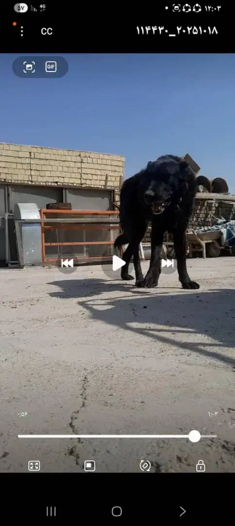 گمشده|سگ|عسگران, |دیوار