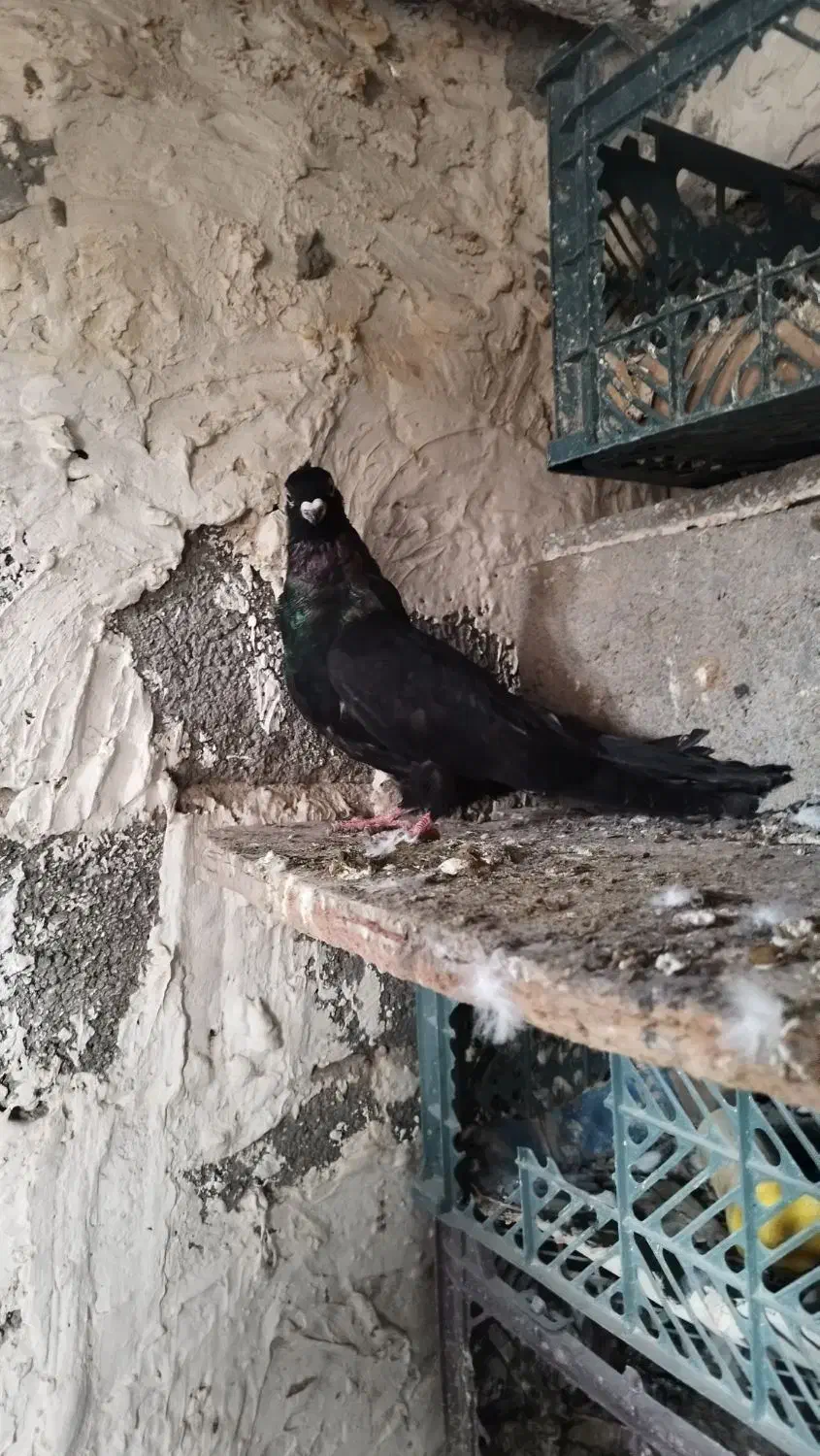 صرب|پرنده|ملکان, |دیوار