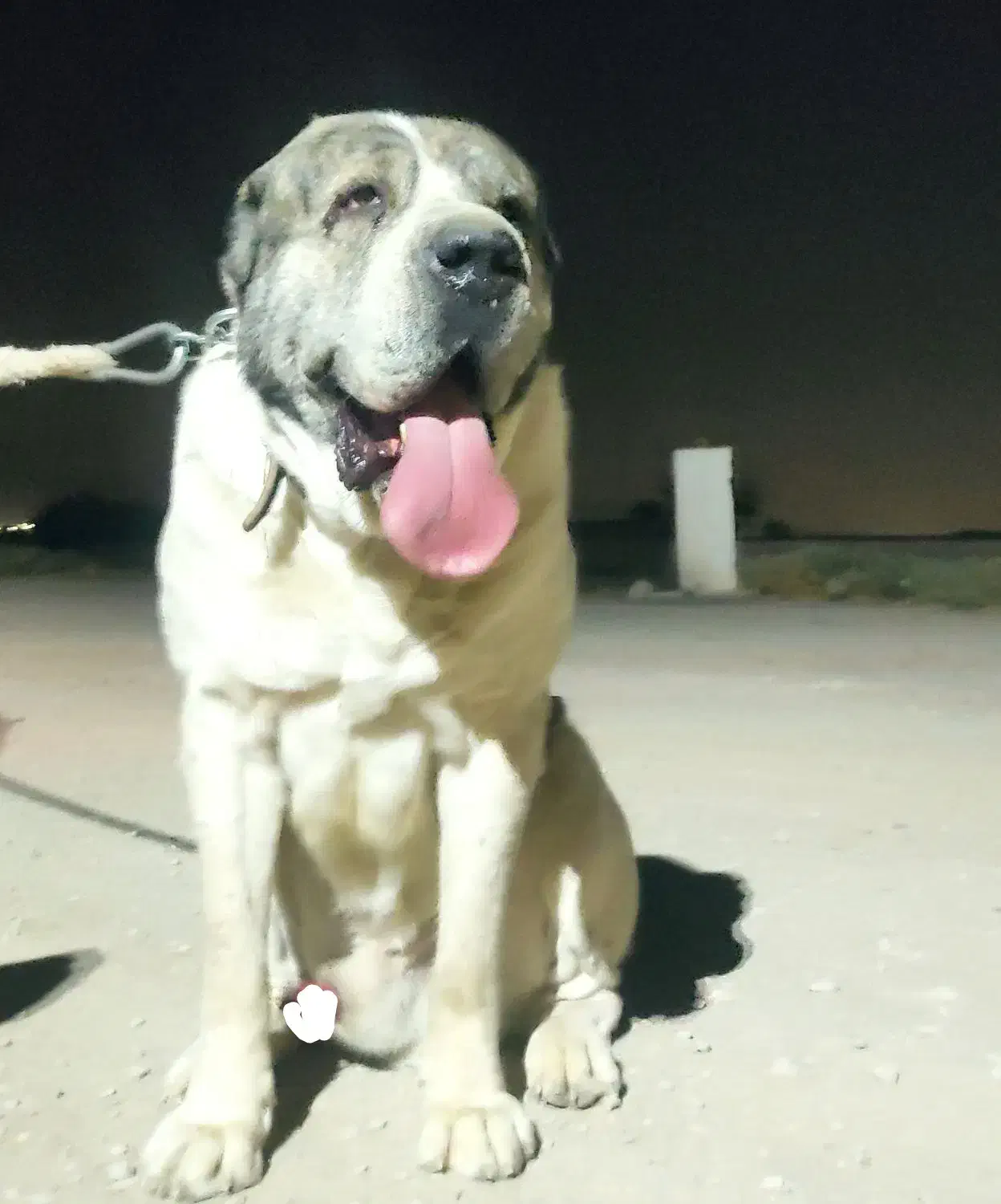 واگذاری سگ آلابای قدرجونی پژدر سرابی افغان|سگ|نجفآباد, گلدشت|دیوار