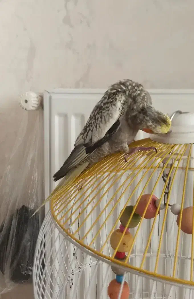 فروش یا معاوضه با قناری|پرنده|بروجرد, |دیوار