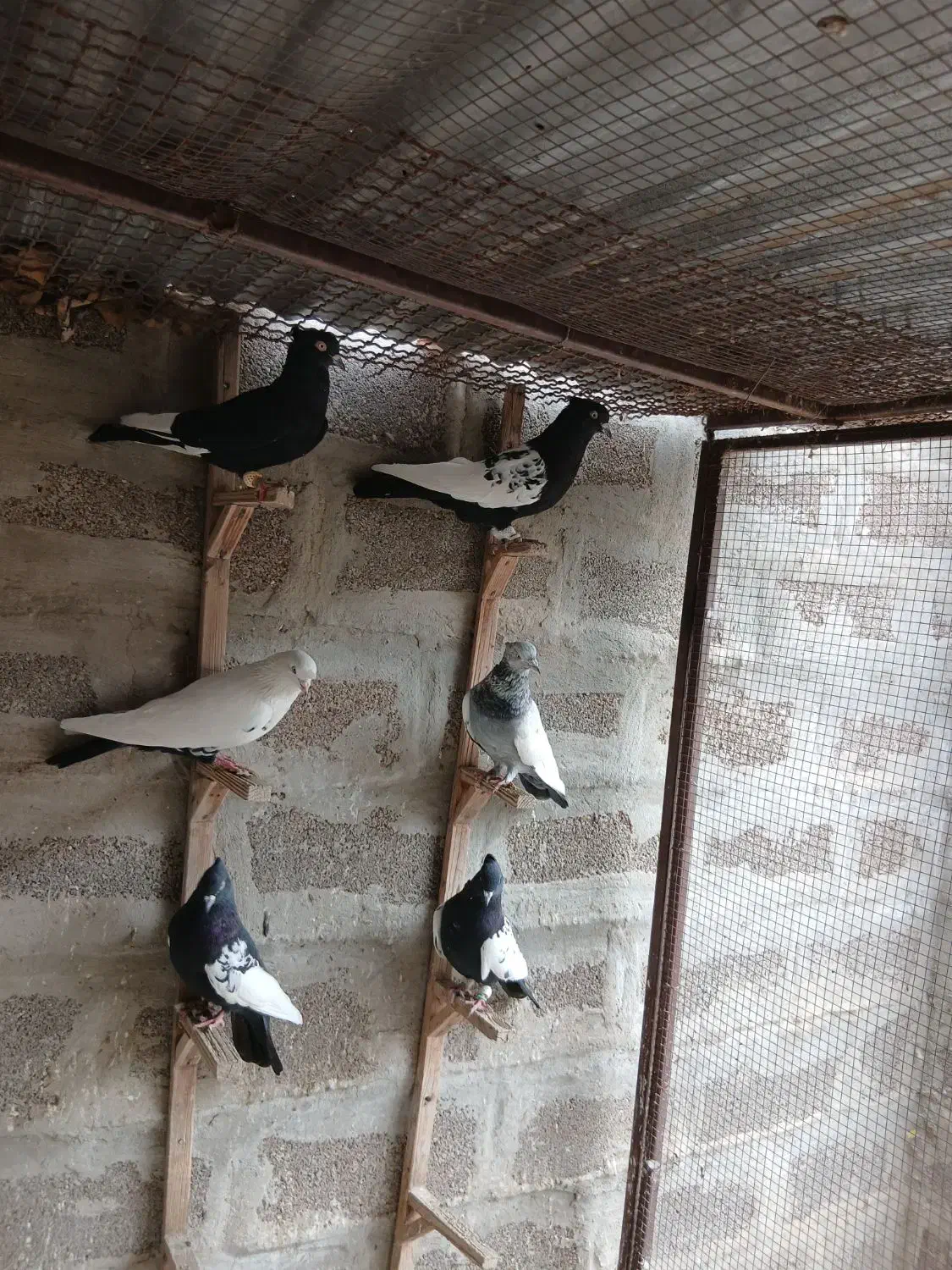 سینه|پرنده|شیراز, فرهنگ شهر|دیوار