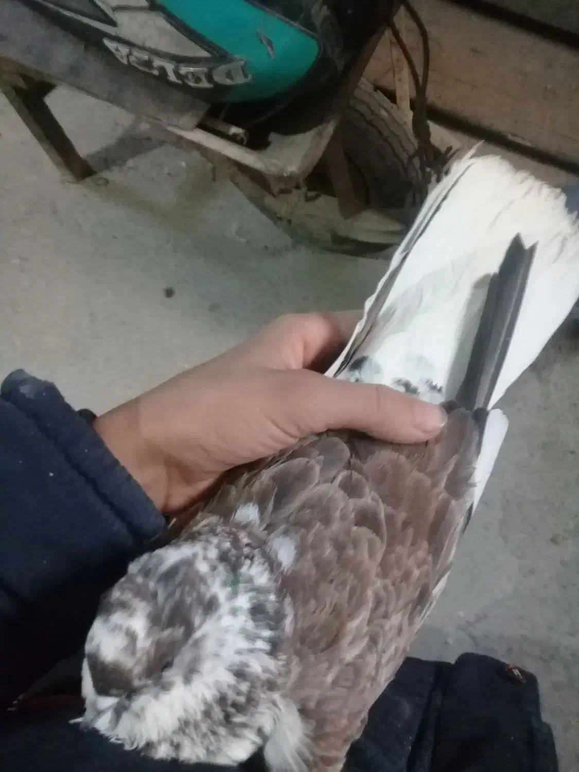 کفتر خوب|پرنده|آران و بیدگل, |دیوار