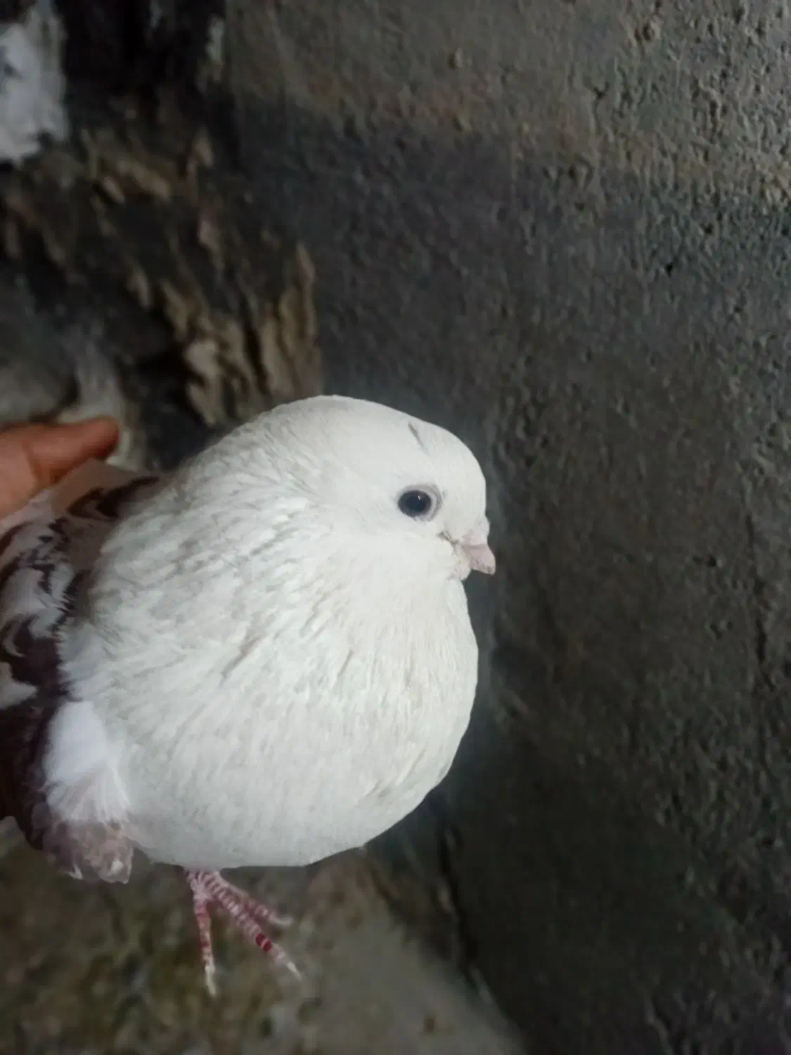 کبوتر|پرنده|بیجار, |دیوار