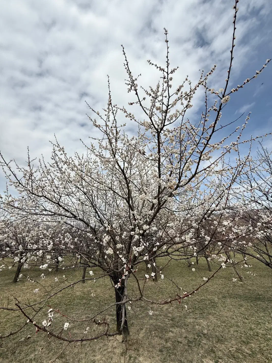 استخدام باغبان در مامونیه|خدمات باغبانی و درختکاری|زرندیه, |دیوار