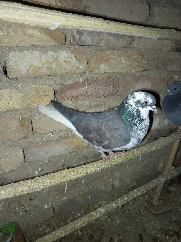 کبوتر پرشی|پرنده|خوانسار, |دیوار