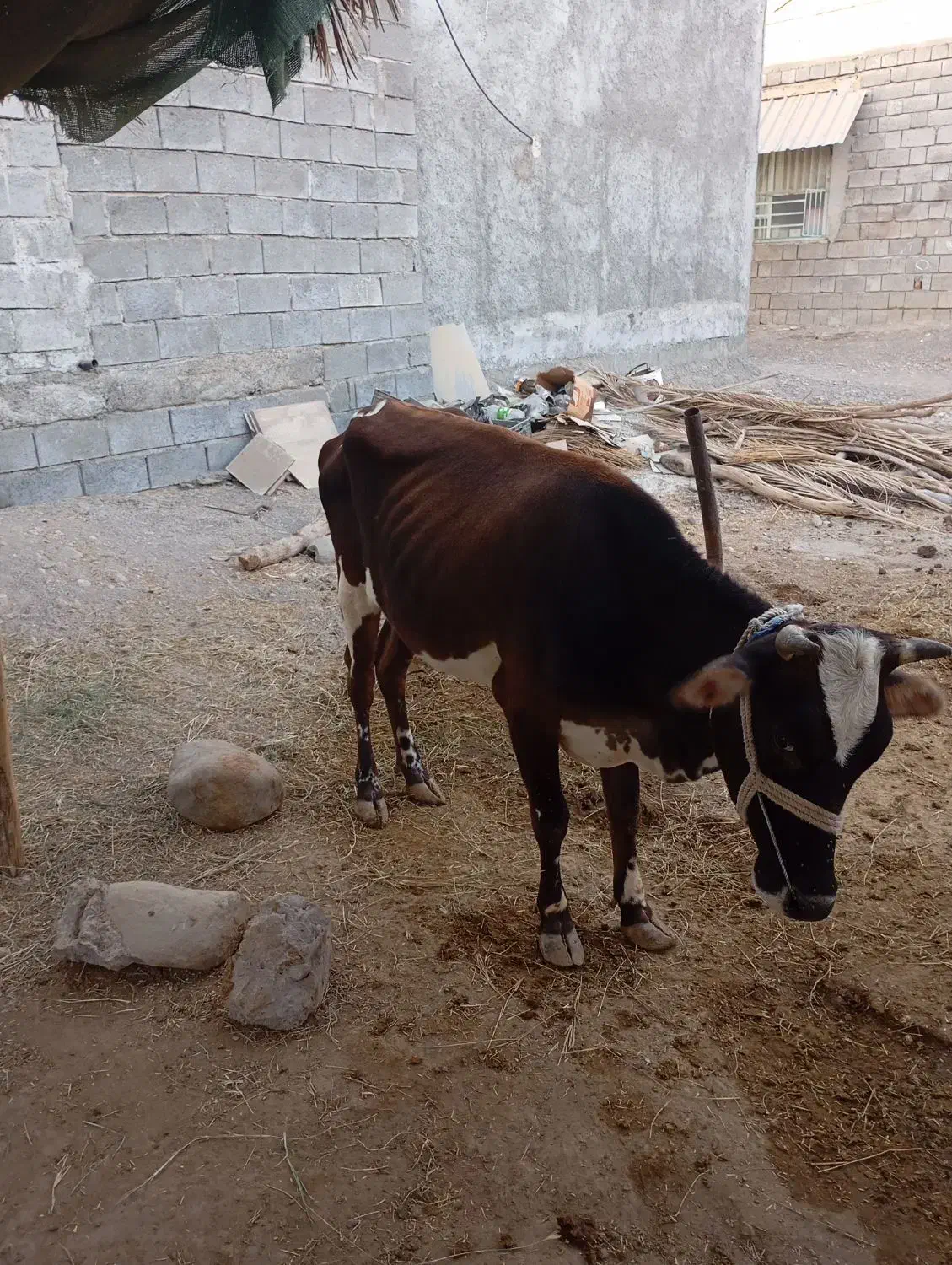 سلام ‌فروش‌گاو‌باگوساله‌وشتر|حیوانات مزرعه|میناب, |دیوار