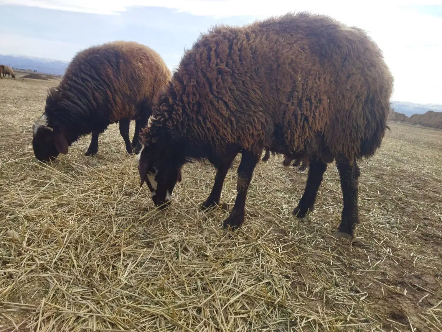 قوچ افشار|حیوانات مزرعه|سیدآباد, |دیوار