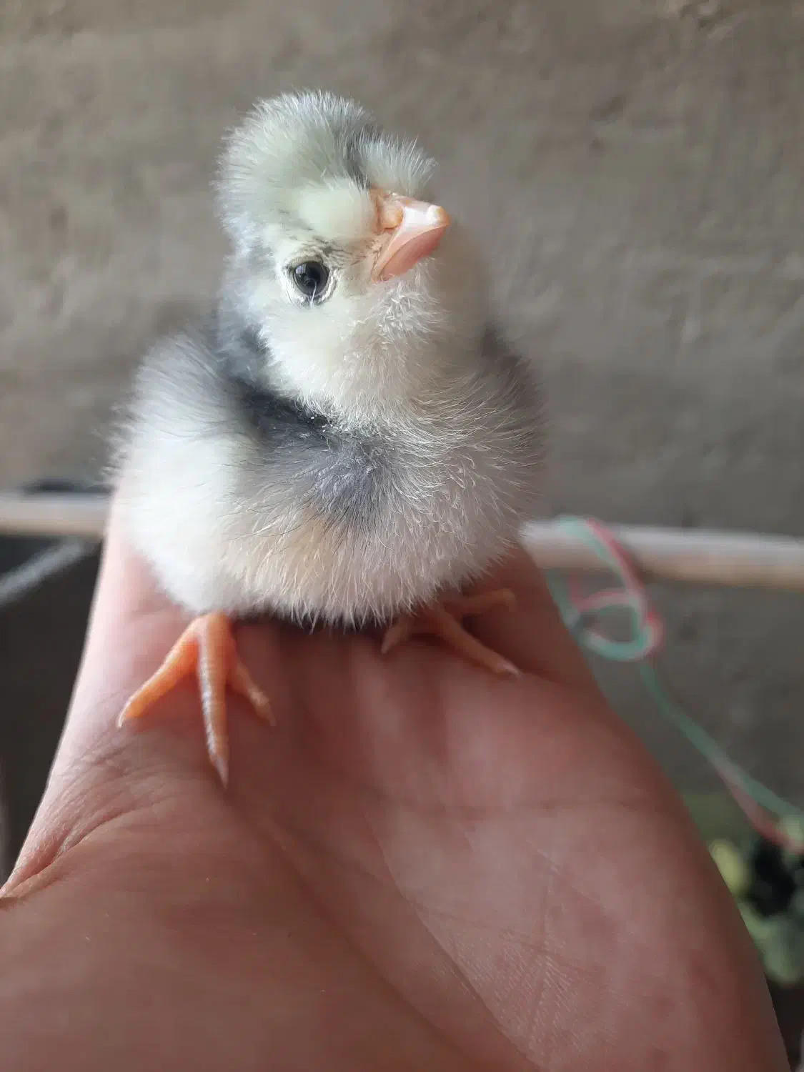 جوجه گلین|حیوانات مزرعه|سیرجان, |دیوار