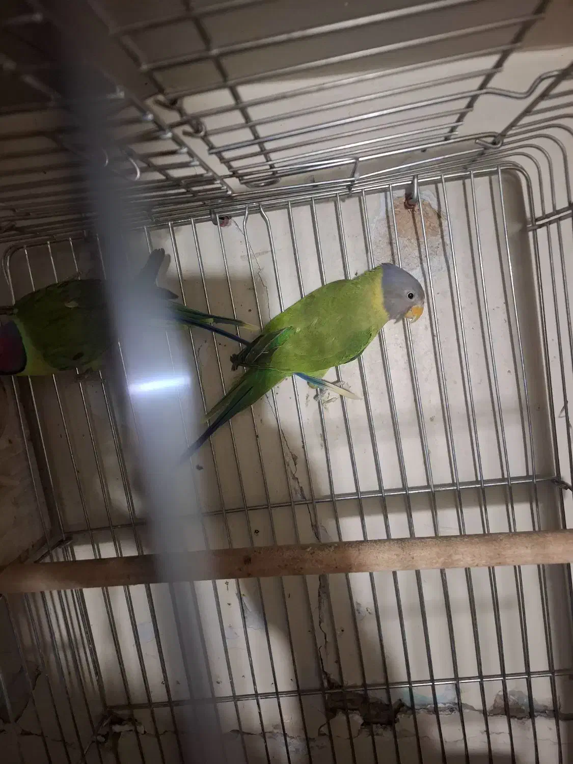 طوطی|پرنده|تهران, جی|دیوار