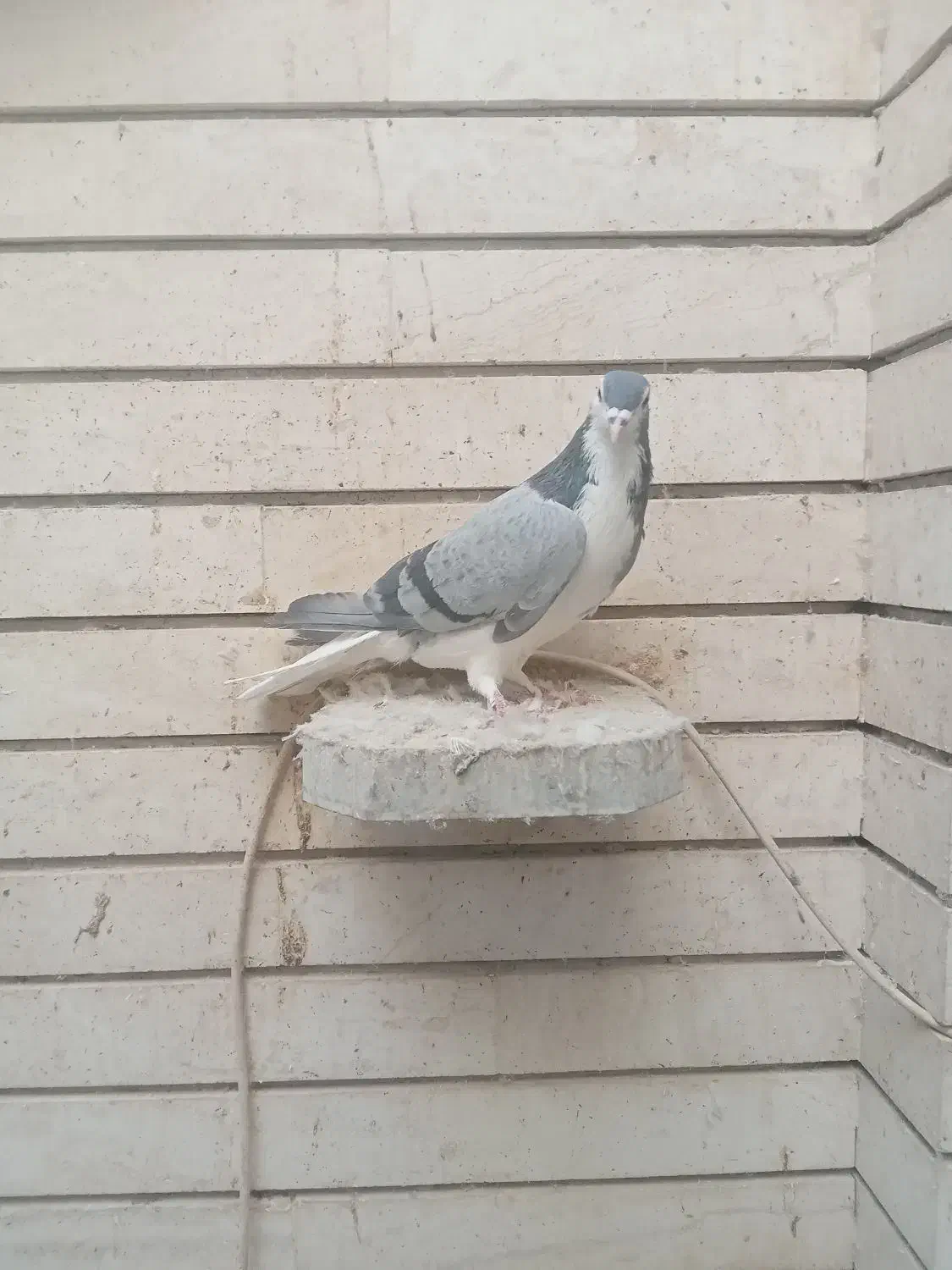 دم گیروشازده|پرنده|اصفهان, ارغوانیه|دیوار