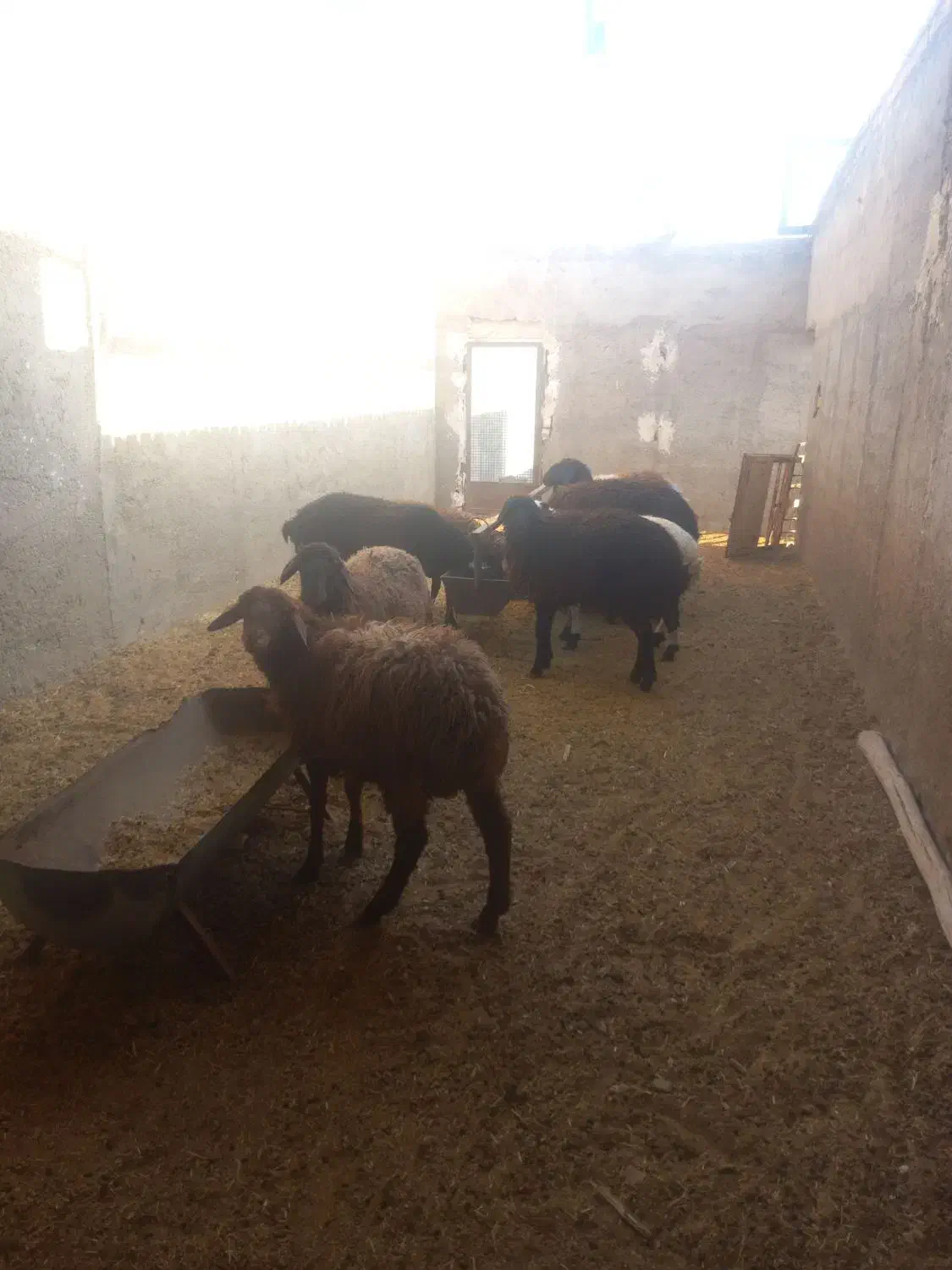 بره سبک باب پرواربندی|حیوانات مزرعه|کاشان, شهرک صنعتی راوند|دیوار