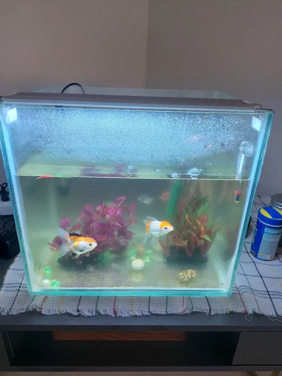 اکواریوم ماهی و وسابل|ماهی|مشهد, فتح المبین|دیوار