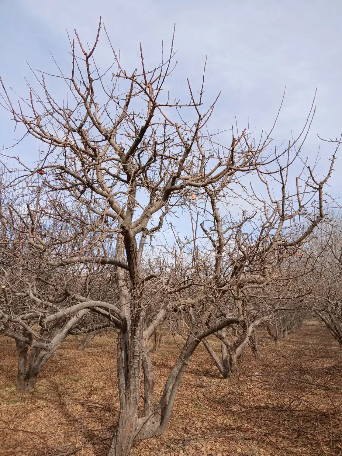 حرس انواع درخت به صورت حرفه ای|خدمات باغبانی و درختکاری|نهاوند, |دیوار